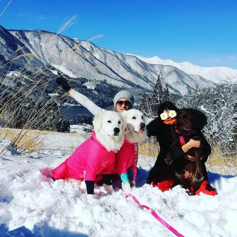 犬と雪山